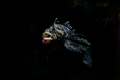 Lionfish, par Xavier E. G. Dierick